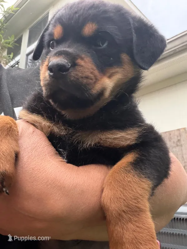 Rottweiler mix  – Rottweiler puppy for sale in Katy, TX