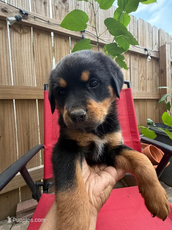 Rottweiler mix , a female Rottweiler for sale in Katy, TX – Photo 1 of 1