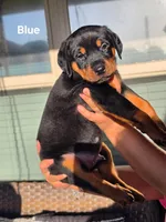 Rottweiler mix Doberman puppy, a male Doberman Pinscher and Rottweiler for sale in Katy, TX – 2 of 2