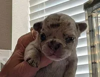 Marble , a male French Bulldog for sale in Choctaw, OK – 3 of 5