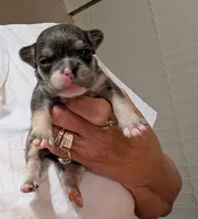 Maverick , a male French Bulldog for sale in Choctaw, OK – 5 of 5