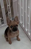 QUEENIE, a female French Bulldog for sale in Choctaw, OK – 4 of 6