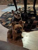 QUEENIE, a female French Bulldog for sale in Choctaw, OK – 3 of 6