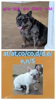 Marble , a male French Bulldog for sale in Choctaw, OK – 4 of 5