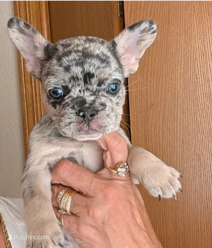 Moxi – French Bulldog puppy for sale in Choctaw, OK
