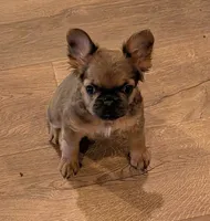 QUEENIE, a female French Bulldog for sale in Choctaw, OK – 6 of 6