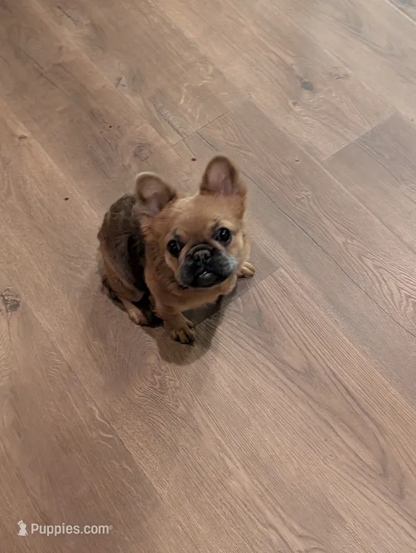 QUEENIE – French Bulldog puppy for sale in Choctaw, OK