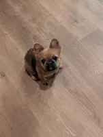 QUEENIE, a female French Bulldog for sale in Choctaw, OK – 1 of 6