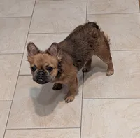 QUEENIE, a female French Bulldog for sale in Choctaw, OK – 5 of 6