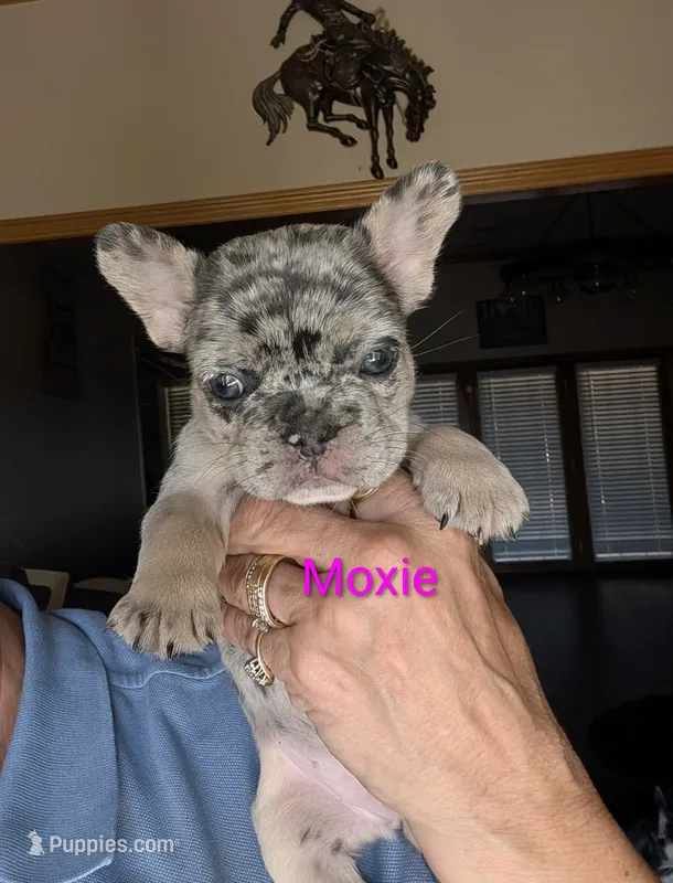 Moxi – French Bulldog puppy for sale in Choctaw, OK