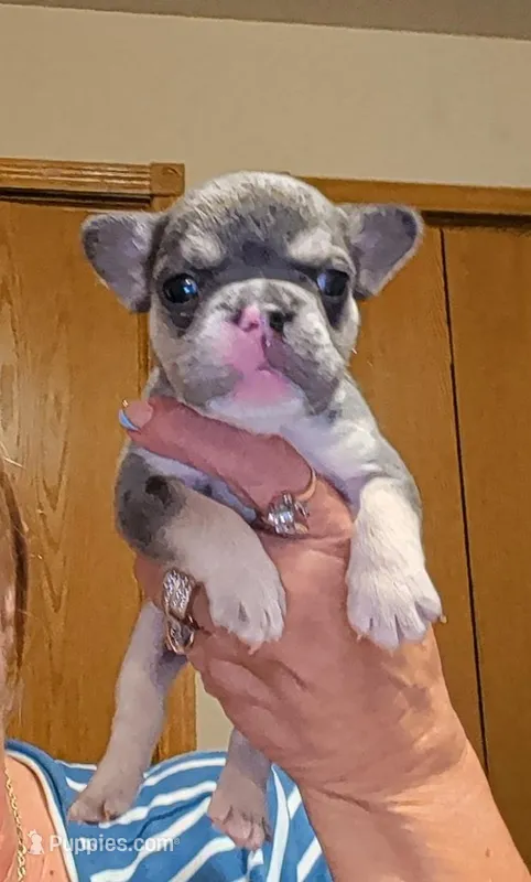 Maverick  – French Bulldog puppy for sale in Choctaw, OK