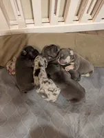 Marble , a male French Bulldog for sale in Choctaw, OK – 2 of 5