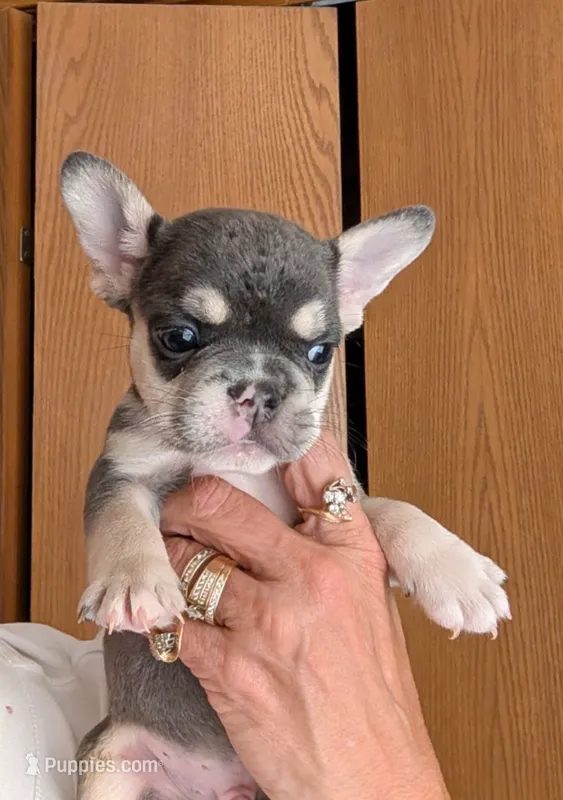 Maverick  – French Bulldog puppy for sale in Choctaw, OK