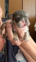 Maverick , a male French Bulldog for sale in Choctaw, OK – 3 of 5