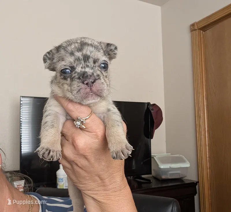 Marble  – French Bulldog puppy for sale in Choctaw, OK