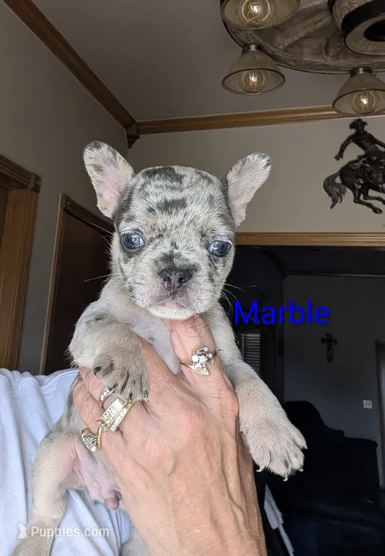 Marble  – French Bulldog puppy for sale in Choctaw, OK