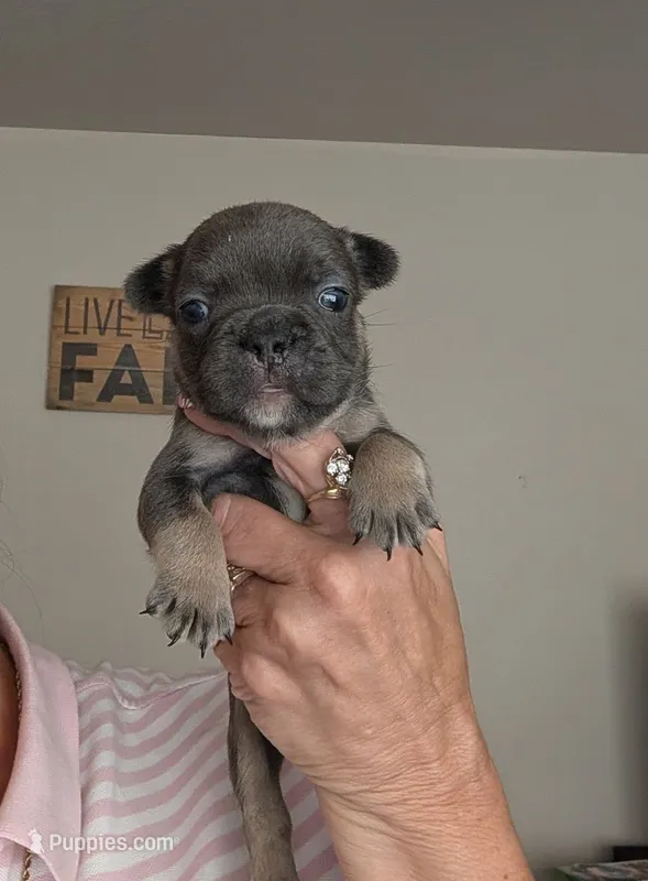 Tank – French Bulldog puppy for sale in Choctaw, OK