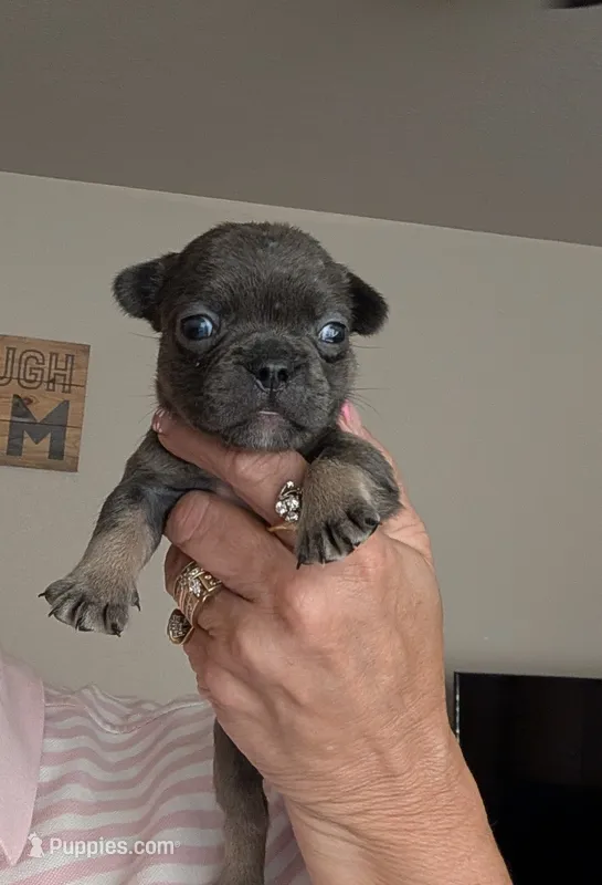 Midnight  – French Bulldog puppy for sale in Choctaw, OK