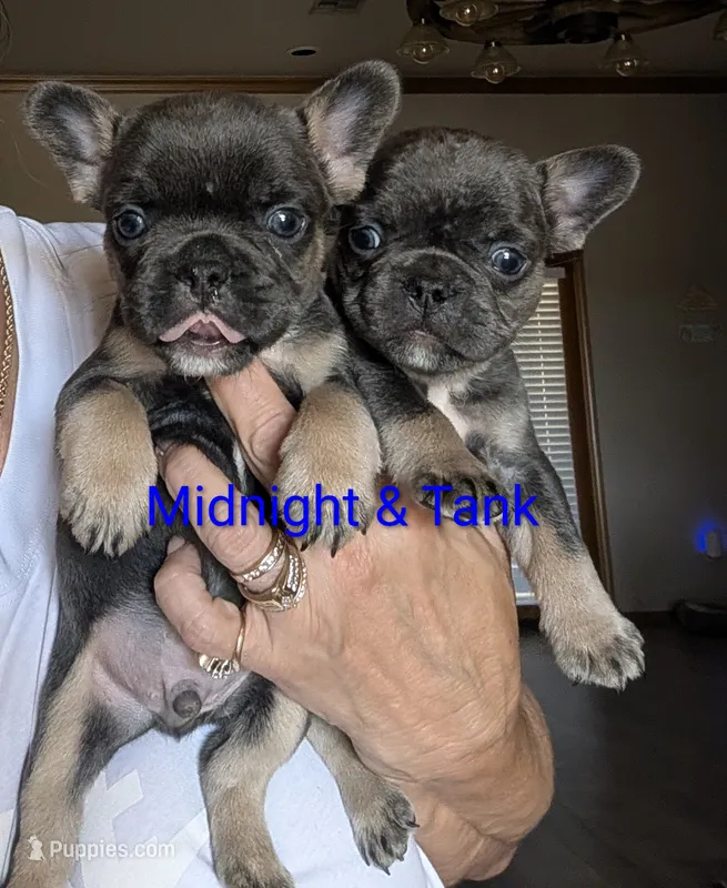 Tank – French Bulldog puppy for sale in Choctaw, OK
