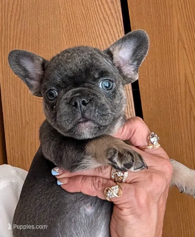 Tank – French Bulldog puppy for sale in Choctaw, OK