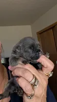 Midnight , a male French Bulldog for sale in Choctaw, OK – 7 of 7