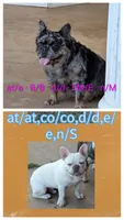 Midnight , a male French Bulldog for sale in Choctaw, OK – 6 of 7