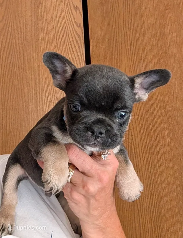 Midnight  – French Bulldog puppy for sale in Choctaw, OK