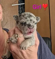 Moxi, a female French Bulldog for sale in Choctaw, OK – 2 of 4