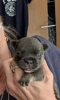 Midnight , a male French Bulldog for sale in Choctaw, OK – 2 of 7
