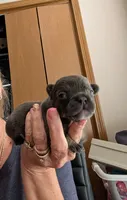 Midnight , a male French Bulldog for sale in Choctaw, OK – 3 of 7
