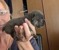 Tank, a male French Bulldog for sale in Choctaw, OK – 2 of 5