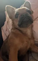 QUEENIE, a female French Bulldog for sale in Choctaw, OK – 2 of 6