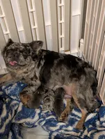 Tank, a male French Bulldog for sale in Choctaw, OK – 3 of 5