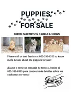 No name yet , a male Maltipoo for sale in Thousand Oaks, CA – Photo 1 of 6