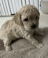 No name yet , a male Maltipoo for sale in Thousand Oaks, CA – Photo 2 of 6