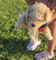 No name yet , a male Maltipoo for sale in Thousand Oaks, CA – Photo 3 of 6