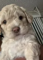 No name yet , a male Maltipoo for sale in Thousand Oaks, CA – Photo 5 of 6