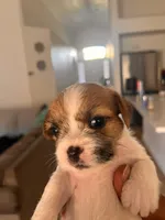 Brownie , a female American Staffordshire Terrier and Shih Tzu for sale in Buckeye, AZ – 1 of 10