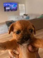 Brownie , a female American Staffordshire Terrier and Shih Tzu for sale in Buckeye, AZ – 7 of 10