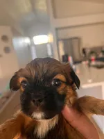 Brownie , a female American Staffordshire Terrier and Shih Tzu for sale in Buckeye, AZ – 6 of 10