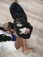 Brownie , a female American Staffordshire Terrier and Shih Tzu for sale in Buckeye, AZ – 9 of 10