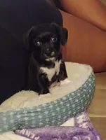 Brownie , a female American Staffordshire Terrier and Shih Tzu for sale in Buckeye, AZ – 10 of 10