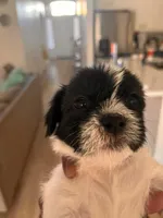 Brownie , a female American Staffordshire Terrier and Shih Tzu for sale in Buckeye, AZ – 2 of 10
