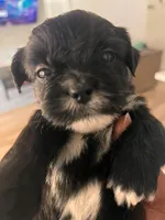 Brownie , a female American Staffordshire Terrier and Shih Tzu for sale in Buckeye, AZ – 8 of 10