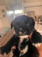 Brownie , a female American Staffordshire Terrier and Shih Tzu for sale in Buckeye, AZ – 3 of 10