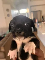 Brownie , a female American Staffordshire Terrier and Shih Tzu for sale in Buckeye, AZ – 5 of 10