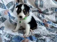Toy Size ‘Spruce’, a male Shetland Sheepdog for sale in Kingsport, TN – 10 of 10