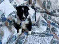 Toy Size ‘Birch’, a male Shetland Sheepdog for sale in Kingsport, TN – 1 of 7