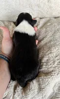Birch, a male Shetland Sheepdog for sale in Kingsport, TN – 3 of 7