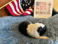 Betsy Ross- Toy, a female Shetland Sheepdog for sale in Kingsport, TN – 4 of 9